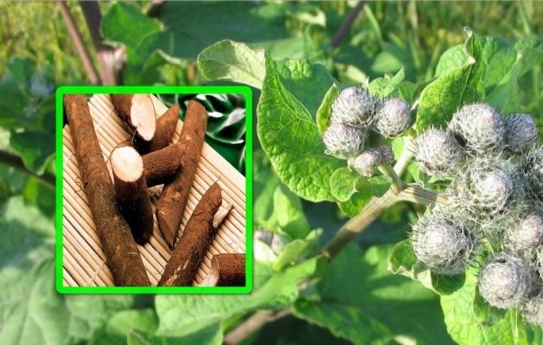 Burdock je zelo cenjen pri zdravljenju artroze kolenskega sklepa z ljudskimi zdravili.